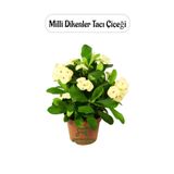 Sarı Renk Milii Dikenler Tacı Çiçeği 1 Adet Saksılı (Yellow Euphorbia Milii)