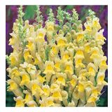 Sarı Renkli Aslanağzı Antirrhinum Braun-blanquetii Tohumu (20 tohum)