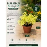 Sarı Sedum Çiçeği Canlı Sukulent Bitki 5.5 cm Saksıda