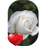 SARI TARIM 1 Adet Gül Fidanı Beyaz Saksılı/tüplü Kokulu Yediveren