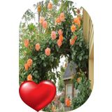 SARI TARIM 1 Adet Gül Fidanı Sarmaşık Yavru Ağzı Açık Kök Kokulu Yediveren 50-75 Cm
