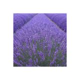 SARI TARIM 15 Adet Lavanta Angustifolia Açık Köklü Fidanı Fidesi
