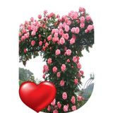 SARI TARIM 3 Adet Gül Fidanı Pembe Tüplü/saksılı Kokulu Yediveren Sarmaşık