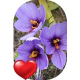 SARI TARIM 50 Adet Safranbolu Gerçek Safran Çiçeği Soğanı Crocus Sativus