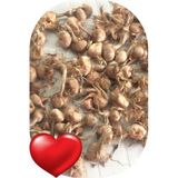 Sarı Tarım Safran Çiçeği Soğanı