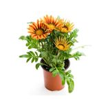 Sarı-turuncu Renk Gazanya Çiçeği 1 Adet Saksılı/tüplü 15-25cm Çiçekli Balon Bitkisi