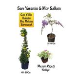 Sarı Yasemin Çiçeği+Mor Salkım Ağacı Fidanı+ Kurdele Çiçeği Hediyeli Peyzaj Seti