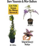 Sarı Yasemin Çiçeği+Mor Salkım Ağacı Fidanı+Telgraf Çiçeği Hediyeli Peyzaj Seti