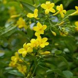Sarı Yasemin Fidanı (Jasminum Humile) 30 cm