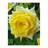 Sarı Yediveren Gül Fidanı 10-30 Cm