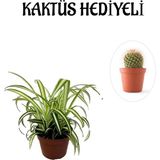 Sarı Yeşil Yapraklı Kurdele Çiçeği Sevgililer Gününe Özel Kaktüs Hediyeli