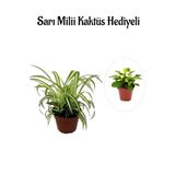 Sarı Yeşil Yapraklı Kurdele Çiçeği Sevgililer Gününe Özel Sarı Milii Kaktüs Hediyeli, BTS001NA0118