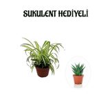 Sarı Yeşil Yapraklı Kurdele Çiçeği Sevgililer Gününe Özel Sukulent Hediyeli, BTS001NA2817