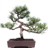 Sarıçam Bonzai Ağacı Tohumu 5 Adet Bonsai Ağacı Tohumu