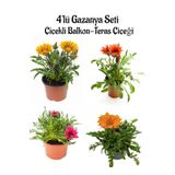 Sarı+Kırmızı+Koyu Pembe+Turuncu Gazanya Çiçeği 4 Adet Saksılı 10-20Cm Balkon Çiçeği, BTS0101NA1353