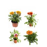 Sarı+Kırmızı+Pembe+Turuncu Gazanya Çiçeği 4 Adet Saksılı 10-20Cm Balkon Çiçeği, SRD03022025BYB41