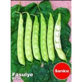 Sarıkız Oturak Fasulye Tohumu 100+ Tohum N11.8059