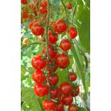SARKAN CHERRY DOMATES (SAKSI TOPRAK SETİ )