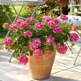 Sarkan Grandeur İvy Arctic Scarlet Sakız Sardunya Fidesi (1 Adet)