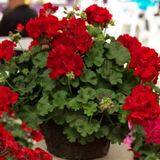 Sarkan Grandeur İvy Deep Red Sakız Sardunya Fidesi (1 Fide)