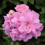 Sarkan Grandeur İvy Pink Sakız Sardunya Fidesi (1 Fide)