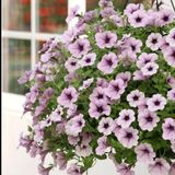Sarkici Fortado Purple Vein Petunya Cicegi Fidesi (2 Adet Fide)