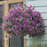 Sarkıcı Fortado Special Purple Green Edge Petunya Çiçeği Fidesi 2 Adet Fide
