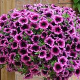 Sarkici Fortado Violet Bicolor Petunya Cicegi Fidesi (2 Adet Fide)
