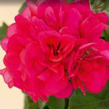 Sarkıcı Grandeur Ivy Red Sakız Sardunya Fidesi (1 Fide)