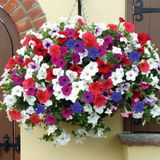 Sarkıcı Nana Compact Mixed Petunya ( Petunia) Çiçeği Tohumu -100 Adet