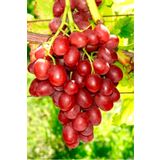 Sarmaşık Cins Red Globe Tatlı Üzüm Bitkisi Fidanı Tüplü Dikime Hazır 20-40Cm
