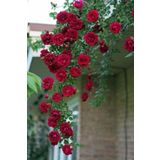 Sarmaşık Katmerli Reçellik Kokulu Gül 50-80Cm Sakslı