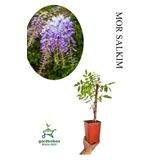 Sarmaşık Kokulu Mor Salkım Ağacı Fidanı 1 ADET Saksılı/Tüplü 30-50cm