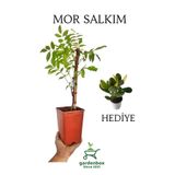Sarmaşık Mor Salkım Ağacı Fidanı 1 Adet Saksılı 40-60Cm +Yeşim Para Çiçeği