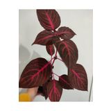 SARMASK Cingene Salvari Cicegi Fidesı (30-40cm ) Yaprak Güzeli Cicegi