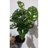 SARMASK Delikli Deve Tabanı (MONSTERA MONKEY MASK) Ithal Salon Bıtkısı Özel Bıtkı ( 35-45cm )