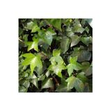 SARMASK Hedera Sarmaşığı Fidesi - Hedera Helix <35-45 Cm >canlı Bıtkı