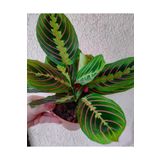 SARMASK Kalatya Maranta-Dua Çiçeği-Salon bitkileri özel bitki