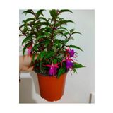 SARMASK Küpeli Çicegi Fidanı (KİRMİZİ-MOR-BEYAZ-PEMBE RENK) 10-20 Cm