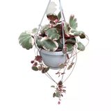 Saxifraga Stolonifera 'Tricolor' (Gelin Teli Çiçeği)