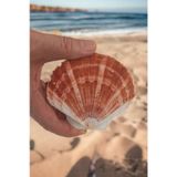 Scallop Shell Deniz Kabuğu Büyük Boy 6-SS