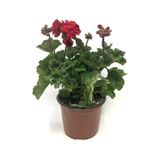 Scarlet Kırmızı Sardunya Çiçeği Fidesi 10-20 cm