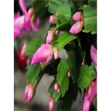 Schlumbergera 'pink' - Kaktüs Pembe Yılbaşı Çiçeği Yıllık Bitki Iç Mekan Bitkisi