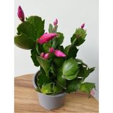 Schlumbergera Purple-kaktüs-yılbaşı Çiçeği Iç Mekan Bitkisi
