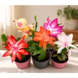 Schlumbergera Yılbaşı Kaktüsü 5 Adet Saksılı Karışık Renkli | Karışık Renkler, Saksıda Hazır, İç Mekan Bitkisi, Çiçekli Kaktüs, Canlı Bitki