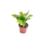 Schlumbergera Yılbaşı Kaktüsü - Yılbaşı Çiçeği - Ev Ofis Salon İç Mekan Bitkisi - 10 Cm