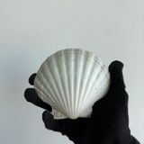 Seashell Rio Büyük Doğal Deniz Tarağı Kabugu | 1 Adet | 10-12 cm | Mutfak ve Dekorasyon İçin | El İşi ve DIY Projeleri İçin Büyük Deniz Kabuğu