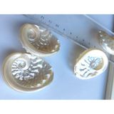 Seashell Rio Deniz Kabuğu : Sedef Abalon Kabuğu / 1 Adet / 4 Ila 6 cm Araası