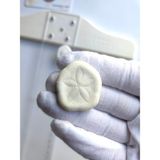 Seashell Rio Deniz Kestaneleri : Seacookie / 1 Adet / 2 -3 cm
