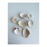 Seashell Rio Yedili Deniz Kabuğu Seti | 4-6,5 cm | El İşi & Boya Paleti Yapımı İçin